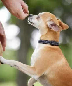 Frisco Outdoor Nylon Reflective Comfort Padded Collar, Midnight Black, XS, Neck: 8-12-in, Width: 5/8th -in + Dog Leash, Midnight Black, SM - Length: 6-ft, Width: 5/8-in 15 Frisco Outdoor Nylon Reflective Comfort Padded Collar, Midnight Black, XS, Neck: 8-12-in, Width: 5/8th -in + Dog Leash, Midnight Black, SM - Length: 6-ft, Width: 5/8-in -Pet Food Gear Shop 319234 PT4. SY630 V1631145682