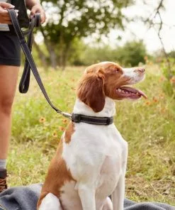 Frisco Outdoor Nylon Reflective Comfort Padded Collar, Midnight Black, XS, Neck: 8-12-in, Width: 5/8th -in + Dog Leash, Midnight Black, SM - Length: 6-ft, Width: 5/8-in 19 Frisco Outdoor Nylon Reflective Comfort Padded Collar, Midnight Black, XS, Neck: 8-12-in, Width: 5/8th -in + Dog Leash, Midnight Black, SM - Length: 6-ft, Width: 5/8-in -Pet Food Gear Shop 319234 PT8. SY630 V1631146277