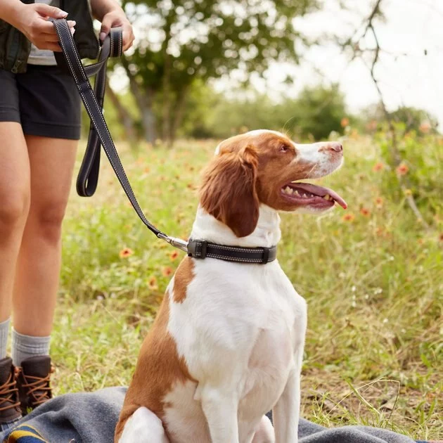 Frisco Outdoor Nylon Reflective Comfort Padded Collar, Midnight Black, XS, Neck: 8-12-in, Width: 5/8th -in + Dog Leash, Midnight Black, SM - Length: 6-ft, Width: 5/8-in 11 Frisco Outdoor Nylon Reflective Comfort Padded Collar, Midnight Black, XS, Neck: 8-12-in, Width: 5/8th -in + Dog Leash, Midnight Black, SM - Length: 6-ft, Width: 5/8-in - Image 9