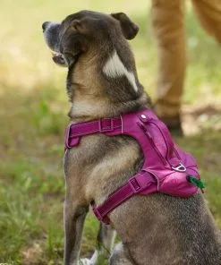 Frisco Outdoor Premium Ripstop Nylon Harness with Pocket, Boysenberry Purple, Extra Large, Neck: 22 to 34-in, Girth: 32 to 44-in + Waterproof Stinkproof PVC Rope Leash, Shadow Purple, 6 Ft. -Pet Food Gear Shop 319272 PT4. SY630 V1631206271