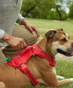 Frisco Outdoor Premium Ripstop Nylon Harness with Pocket, Sunset Orange, Extra Large, Neck: 22 to 34-in, Girth: 32 to 44-in + Reflective Comfort Padded Dog Leash, Sunset Orange, Large - Length: 6-ft, Width: 1-in -Pet Food Gear Shop 319310 PT4. SY630 V1631143594
