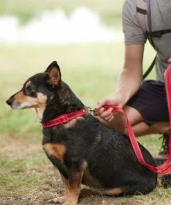 Frisco Outdoor Premium Ripstop Nylon Harness with Pocket, Sunset Orange, Large, Neck: 18 to 28-in, Girth 24 to 34-in + Reflective Comfort Padded Dog Leash, Sunset Orange, Large - Length: 6-ft, Width: 1-in -Pet Food Gear Shop 319316 PT8. SY630 V1631161324