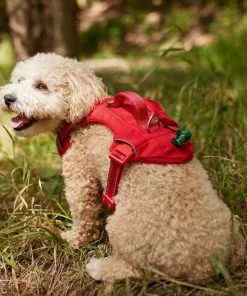 Frisco Outdoor Premium Ripstop Nylon Harness with Pocket, Sunset Orange, Medium, Neck: 15 to 23-in, Girth, 20 to 28-in + Waterproof Stinkproof PVC Rope Leash, Sunset Orange, 6 Ft. -Pet Food Gear Shop 319324 PT4. SY630 V1630623686