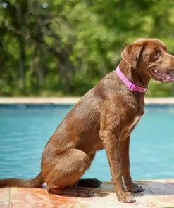 Frisco Outdoor Solid Textured Waterproof Stink Proof PVC Collar, Boysenberry Purple, Large, Neck: 18 ½ 26-in, Width: 1-in + Dog Leash, Boysenberry Purple, Large - Length: 6-ft, Width: 1-in -Pet Food Gear Shop 319334 PT4. SY630 V1631142081