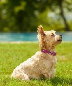 Frisco Outdoor Solid Textured Waterproof Stink Proof PVC Collar, Boysenberry Purple, Small - Neck: 10½14-in, Width: 5/8-in + Dog Leash, Boysenberry Purple, Small - Length: 6-ft, Width: 5/8-in -Pet Food Gear Shop 319338 PT4. SY630 V1631157372