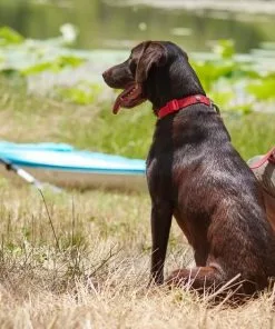 Frisco Outdoor Solid Textured Waterproof Stink Proof PVC Collar, Flamepoint Orange, Medium - Neck: 14½20-in, Width: 3/4-in + Dog Leash, Sunset Orange, Medium - Length: 6-ft, Width: 3/4-in -Pet Food Gear Shop 319344 PT4. SY630 V1631141774