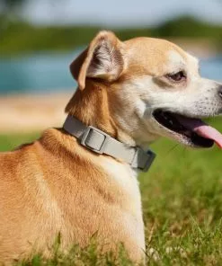 Frisco Outdoor Solid Textured Waterproof Stink Proof PVC Collar, Storm Gray, Extra Small - Neck: 8-12-in, Width: 5/8th-in + Dog Leash, Storm Gray, Small - Length: 6-ft, Width: 5/8-in -Pet Food Gear Shop 319348 PT4. SY630 V1631154389