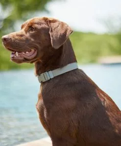 Frisco Outdoor Solid Textured Waterproof Stink Proof PVC Collar, Storm Gray, Medium - Neck: 14½20-in, Width: 3/4-in + Dog Leash, Storm Gray, Medium - Length: 6-ft, Width: 3/4-in -Pet Food Gear Shop 319352 PT4. SY630 V1631160411