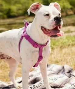 Frisco Outdoor Solid Textured Waterproof Stink Proof PVC Harness, Boysenberry Purple, Large, Neck: 19 to 27-in, Girth: 23 to 36-in + Dog Leash, Boysenberry Purple, Large - Length: 6-ft, Width: 1-in -Pet Food Gear Shop 319356 PT4. SY630 V1631146580