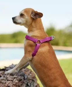 Frisco Outdoor Solid Textured Waterproof Stink Proof PVC Harness, Boysenberry Purple, Medium, Neck: 16 to 22-in, Girth: 19 to 29-in + Dog Leash, Boysenberry Purple, Medium - Length: 6-ft, Width: 3/4-in -Pet Food Gear Shop 319358 PT4. SY630 V1631160399