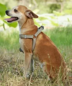 Frisco Outdoor Solid Textured Waterproof Stink Proof PVC Harness, Storm Gray, Medium, Neck: 16 to 22-in, Girth: 19 to 29-in + Dog Leash, Storm Gray, Medium - Length: 6-ft, Width: 3/4-in -Pet Food Gear Shop 319366 PT5. SY630 V1631157670