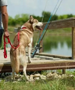 Frisco Outdoor Solid Textured Waterproof Stink Proof PVC Harness, Sunset Orage, Large, Neck: 19 to 27-in, Girth: 23 to 36-in + Dog Leash, Sunset Orange, LG - Length: 6-ft, Width: 1-in -Pet Food Gear Shop 319372 PT8. SY630 V1631155599