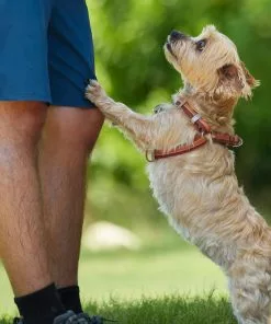 Frisco Outdoor Two Tone Waterproof Stinkproof PVC Harness, Flamepoint Orange, Medium, Neck: 16 to 22-in, Girth: 19 to 29-in + Dog Collar, Flamepoint Orange, Medium - Neck: 14½-20-in, Width: 3/4-in -Pet Food Gear Shop 319382 PT4. SY630 V1631149607