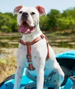 Frisco Outdoor Two Tone Waterproof Stinkproof PVC Harness, Flamepoint Orange,Extra Large, Neck: 22 to 33-in, Girth: 32 to 44-in + Outdoor Two Tone Waterproof Stinkproof PVC Harness, Shadow Purple, Large, Neck: 19 to 27-in, Girth: 23 to 36-in -Pet Food Gear Shop 319386 PT3. SY630 V1630619471