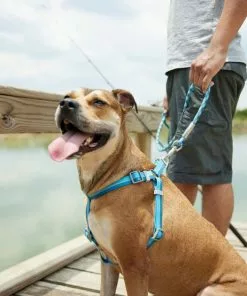 Frisco Outdoor Two Tone Waterproof Stinkproof PVC Harness, River Blue, Large, Neck: 19 to 27-in, Girth: 23 to 36-in + Dog Collar, River Blue, Large, Neck: 18 ½- 26-in, Width: 1-in -Pet Food Gear Shop 319390 PT4. SY630 V1631154372