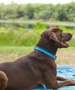 Frisco Outdoor Two Tone Waterproof Stinkproof PVC Harness, River Blue, Medium, Neck: 16 to 22-in, Girth: 19 to 29-in + Dog Collar, River Blue, Medium - Neck: 14½-20-in, Width: 3/4-in -Pet Food Gear Shop 319392 PT8. SY630 V1631156488