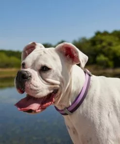 Frisco Outdoor Two Toned Waterproof Stink Proof PVC Collar, Boysenberry Purple, Large, Neck: 18 ½ 26-in, Width: 1-in + Dog Leash, Boysenberry Purple, Large - Length: 6-ft, Width: 1-in -Pet Food Gear Shop 319412 PT4. SY630 V1631158329