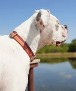 Frisco Outdoor Two Toned Waterproof Stink Proof PVC Collar, Flamepoint Orange, Large, Neck: 18 ½ 26-in, Width: 1-in + Dog Leash, Sunset Orange, Large - Length: 6-ft, Width: 1-in -Pet Food Gear Shop 319420 PT4. SY630 V1631143898