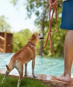 Frisco Outdoor Two Toned Waterproof Stink Proof PVC Collar, Flamepoint Orange, Large, Neck: 18 ½ 26-in, Width: 1-in + Dog Leash, Sunset Orange, Large - Length: 6-ft, Width: 1-in -Pet Food Gear Shop 319420 PT7. SY630 V1631156172