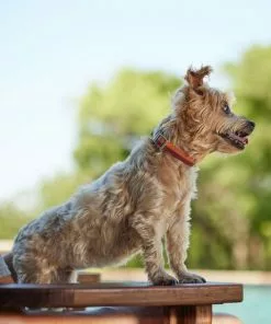 Frisco Outdoor Two Toned Waterproof Stink Proof PVC Collar, Flamepoint Orange, Small - Neck: 10½14-in, Width: 5/8-in + Dog Leash, Sunset Orange, Small - Length: 6-ft, Width: 5/8-in -Pet Food Gear Shop 319424 PT4. SY630 V1631157707