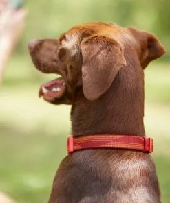 Frisco Outdoor Woven Jacquard Nylon Dog Collar, Flamepoint Orange, Large, Neck: 18 -26-in, Width: 1-in + Ultra Reflective Rope Leash With Padded Handle, Sunset Orange, 6 - ft -Pet Food Gear Shop 319462 PT4. SY630 V1631142997