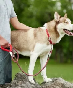 Frisco Outdoor Woven Jacquard Nylon Dog Collar, Flamepoint Orange, Large, Neck: 18 -26-in, Width: 1-in + Ultra Reflective Rope Leash With Padded Handle, Sunset Orange, 6 - ft -Pet Food Gear Shop 319462 PT8. SY630 V1631151079