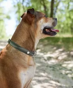 Frisco Outdoor Woven Jacquard Nylon Dog Collar, Forest Green, Medium - Neck: 14-20-in, Width: 3/4-in + Ultra Reflective Rope Leash With Padded Handle, Stone Gray, 6 - ft -Pet Food Gear Shop 319472 PT4. SY630 V1631160082