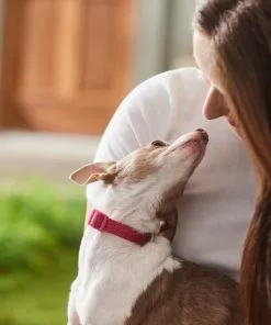 Frisco Jacquard Webbing Dog Collar -Pet Food Gear Shop 324415 PT8. SY630 V1642195213