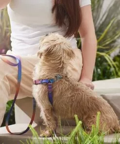 Frisco Purple Ombre Style Dog Harness -Pet Food Gear Shop 324526 PT4. SY630 V1642518470