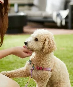 Frisco Pink Ombre Style Dog Harness -Pet Food Gear Shop 324536 PT4. SY630 V1642519596