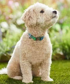 Frisco Green Ombre Style Dog Collar -Pet Food Gear Shop 324546 PT3. SY630 V1642519468