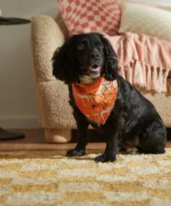 Frisco Orange Spiderweb Dog & Cat Costume Bandana -Pet Food Gear Shop 335045 PT6. SY630 V1657731485