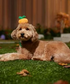 Frisco Pumpkin Headband Dog & Cat Costume Accessory -Pet Food Gear Shop 335090 PT6. SY630 V1657731261