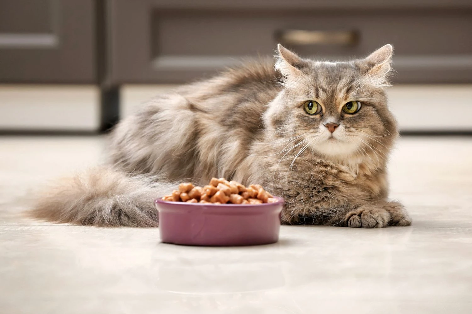 Pet Food Gear Shop 3 Pet Food Gear Shop -Pet Food Gear Shop cat not eating 1133769382 2000 c6941e978d7b475a95ad9b16622469fd